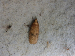 Agonopterix propinquella