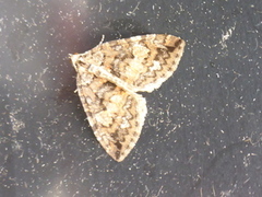 July Highflyer (Hydriomena furcata)