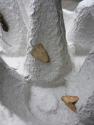 Small Dotted Buff (Photedes minima)