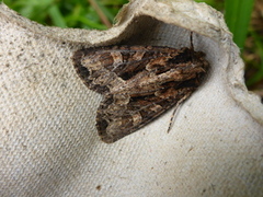 Slåttengfly (Apamea remissa)