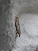 Sumpnebbmott (Crambus uliginosellus)
