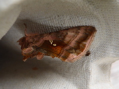 Rødbrunt metallfly (Autographa jota)