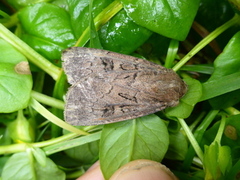 Double Dart (Graphiphora augur)