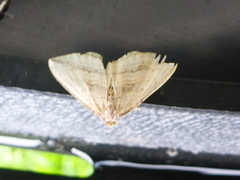 Oblique Carpet (Orthonama vittata)