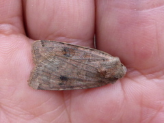 Dotted Clay (Xestia baja)
