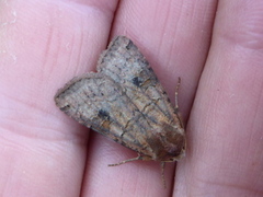 Ingrailed Clay (Diarsia mendica)
