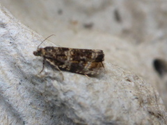 Olive Marble (Phiaris micana)