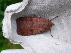 Barred Chestnut (Diarsia dahlii)