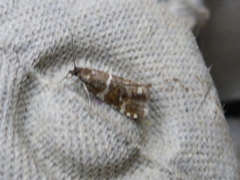 Olive Marble (Phiaris micana)