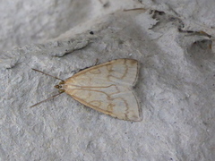 Blek engmott (Udea lutealis)