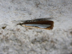 Pearl-band Grass Veneer (Catoptria margaritella)