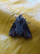 Double Lobed (Lateroligia ophiogramma)