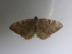 Scallop Shell (Rheumaptera undulata)