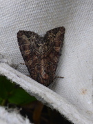 Slåttengfly (Apamea remissa)