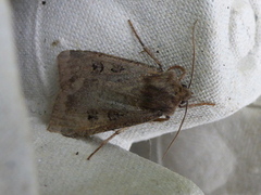 Nattfly (Noctuidae)