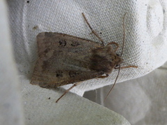 Double Dart (Graphiphora augur)