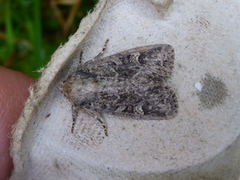 Slåttengfly (Apamea remissa)