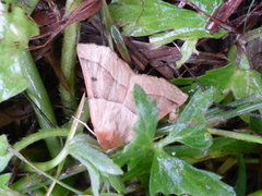 Bølgemåler (Crocallis elinguaria)