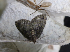 July Highflyer (Hydriomena furcata)