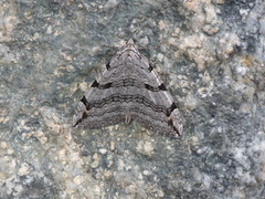 Treble-bar (Aplocera plagiata)