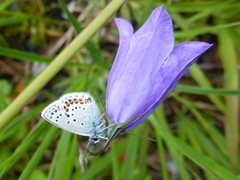 Idasblåvinge (Plebejus idas)