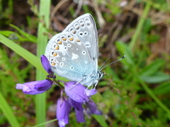 Common Blue (Polyommatus icarus)
