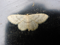 Krattengmåler (Idaea deversaria)