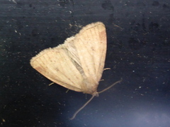 Small Dotted Buff (Photedes minima)