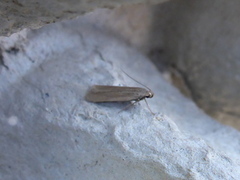 Bryotropha