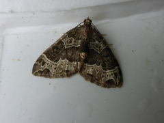 Small Phoenix (Ecliptopera silaceata)