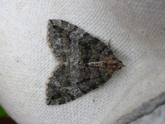 July Highflyer (Hydriomena furcata)