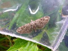 Augustdvergmåler (Eupithecia pusillata)