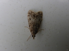 Ground-moss Grey (Eudonia truncicolella)