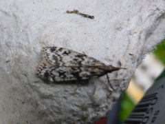 Ground-moss Grey (Eudonia truncicolella)