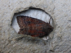 Praktengfly (Apamea scolopacina)