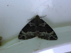 Small Phoenix (Ecliptopera silaceata)
