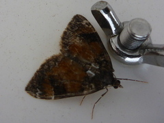 Common Marbled Carpet (Dysstroma truncata)