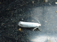 Heggspinnmøll (Yponomeuta evonymella)