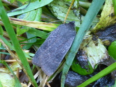 Lesser Yellow Underwing (Noctua comes)