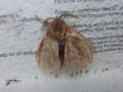 Pine Lappet (Dendrolimus pini)