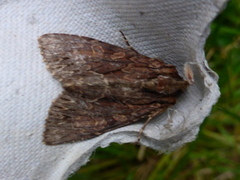 Stort engfly (Apamea monoglypha)