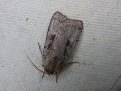 Setaceous Hebrew Character (Xestia c-nigrum)