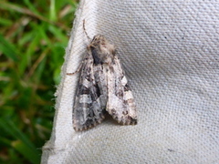 Nattfly (Noctuidae)