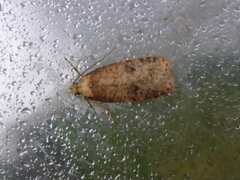 Agonopterix propinquella