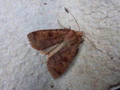 Barred Chestnut (Diarsia dahlii)