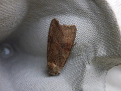 Barred Chestnut (Diarsia dahlii)