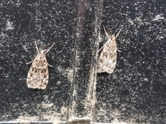 Ground-moss Grey (Eudonia truncicolella)