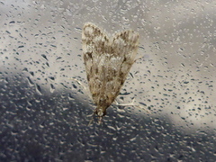 Ground-moss Grey (Eudonia truncicolella)