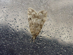 Barkmosemott (Eudonia truncicolella)