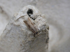 Viklere (Tortricidae)
